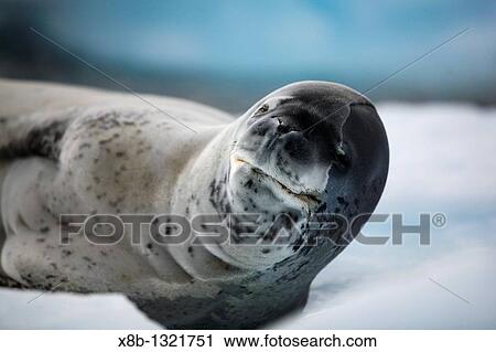 An adult Leopard Seal Hydrurga leptonyx hauled out and resting on an ice floe in Lemaire Channel on the Southwest side of the Antarctic Peninsula View Large Photo Image Stock Image - An adult Leopard Seal Hydrurga leptonyx hauled out and resting on an ice floe in Lemaire Channel on the Southwest side of the Antarctic Peninsula. Fotosearch