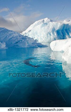 An adult leopard seal Hydrurga leptonyx among the icebergs at Cierva Point on the Danco Coast of the Antarctic peninsula, southern ocean This leopard seal stalked, killed, and ate a gentoo penguin among the ice View Large Photo Image Stock Image - An adult leopard seal Hydrurga leptonyx among the icebergs at Cierva Point on the Danco Coast of the Antarctic peninsula, southern ocean This leopard seal stalked, killed, and ate a gentoo penguin among the ice. Fotosearch