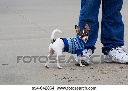 An adult male Chihuahua wearing a blue sweater on the beach with a man. View Large Photo Image Picture - An adult male Chihuahua wearing a blue sweater on the beach with a man.. Fotosearch