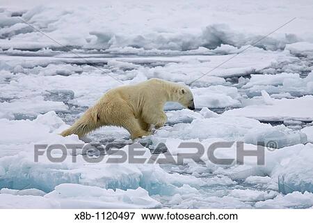 An adult polar bear Ursus maritimus on multi-year ice floes in the Barents Sea off the eastern coast of Edgeya Edge Island in the Svalbard Archipelago, Norway View Large Photo Image Stock Photo - An adult polar bear Ursus maritimus on multi-year ice floes in the Barents Sea off the eastern coast of Edgeya Edge Island in the Svalbard Archipelago, Norway. Fotosearch