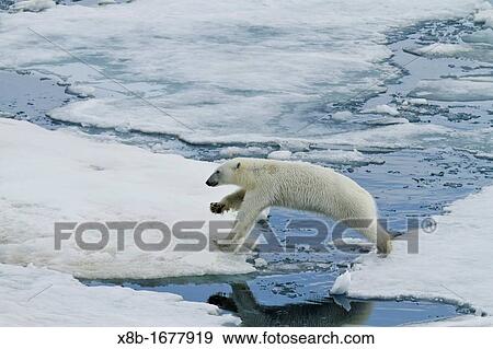 An adult polar bear Ursus maritimus leaping from ice floe to ice floe in the Svalbard Archipelago, Norway View Large Photo Image Stock Photo - An adult polar bear Ursus maritimus leaping from ice floe to ice floe in the Svalbard Archipelago, Norway. Fotosearch