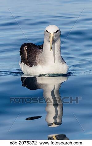 An Adult Salvin's Albatross, Thalassarche salvini, on calm seas off Kaikoura, South Island, New Zealand. View Large Photo Image Stock Image - An Adult Salvin's Albatross, Thalassarche salvini, on calm seas off Kaikoura, South Island, New Zealand.. Fotosearch