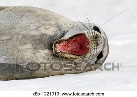 An adult Weddell seal Leptonychotes weddellii hauled out with mouth wide open notice the cleft in the end of the tongue on ice on Petermann Island near the Antarctic Peninsula View Large Photo Image Stock Photo - An adult Weddell seal Leptonychotes weddellii hauled out with mouth wide open notice the cleft in the end of the tongue on ice on Petermann Island near the Antarctic Peninsula. Fotosearch