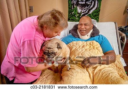 An African American hospital patient in Southern California hugs a Pug comfort dog brought by a volunteer. MODEL RELEASE. View Large Photo Image Stock Image - An African American hospital patient in Southern California hugs a Pug comfort dog brought by a volunteer. MODEL RELEASE.. Fotosearch
