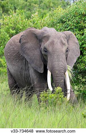 An African elephant grazing on the plains of the Masaii Mara, Kenya View Large Photo Image Stock Photo - An African elephant grazing on the plains of the Masaii Mara, Kenya. Fotosearch