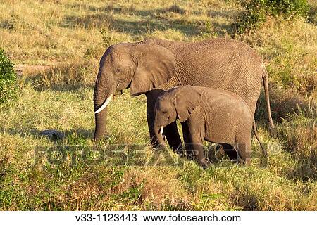 An African elephant & her calf walk to a watering hole in the Masai Mara View Large Photo Image Stock Image - An African elephant & her calf walk to a watering hole in the Masai Mara. Fotosearch