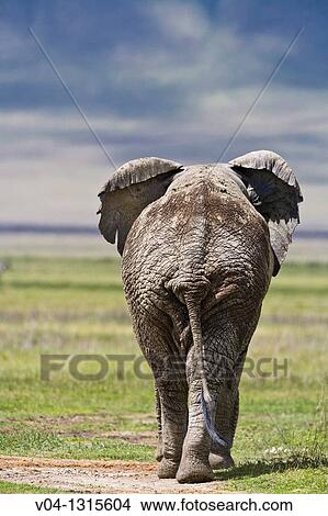 Picture - An african elephant (Loxodonta africana) walking away from the camera in the Ngorongoro crater in Tanzania, Africa. Fotosearch