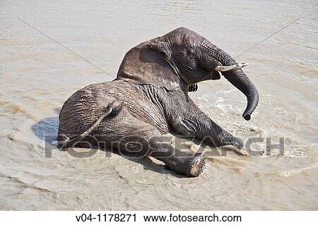 An african elephant (Loxodonta africana) taking a bath in a waterhole in South Africa View Large Photo Image Stock Image - An african elephant (Loxodonta africana) taking a bath in a waterhole in South Africa. Fotosearch