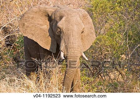 An african elephant (Loxodonta africana) in the evening light in South Africa View Large Photo Image Stock Image - An african elephant (Loxodonta africana) in the evening light in South Africa. Fotosearch
