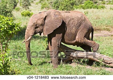 An african elephant (Loxodonta africana) scratching itself on a tree trunk in the Tarangire National Park, Tanzania, East Africa View Large Photo Image Stock Image - An african elephant (Loxodonta africana) scratching itself on a tree trunk in the Tarangire National Park, Tanzania, East Africa. Fotosearch