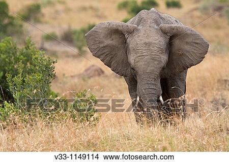 An African elephant on the plains of the Masai Mara View Large Photo Image Picture - An African elephant on the plains of the Masai Mara. Fotosearch