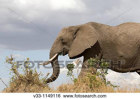 Stock Photograph - An African elephant on the plains of the Masai Mara low angle. Fotosearch