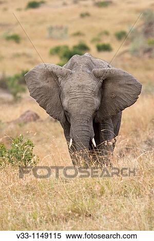 An African elephant on the plains of the Masai Mara View Large Photo Image Stock Photography - An African elephant on the plains of the Masai Mara. Fotosearch