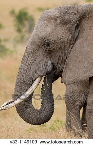An African elephant up close & personal in Kenya View Large Photo Image Stock Photo - An African elephant up close & personal in Kenya. Fotosearch