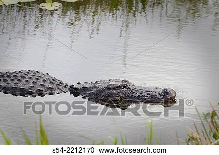 Stock Image - An American Alligator swims in the water near the Anhinga Trail in the Everglades National Park, Florida, USA. Alligator mississippiensis.. Fotosearch