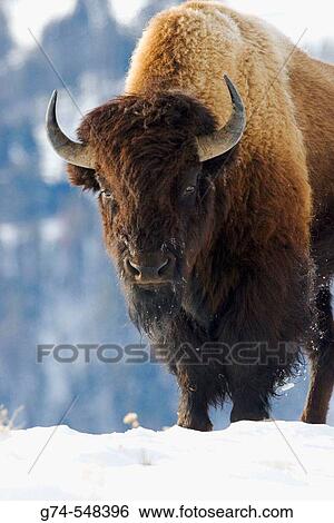 Stock Photograph - An American Bison, or buffalo, in the winter of Yellowstone National Park, USA. Fotosearch