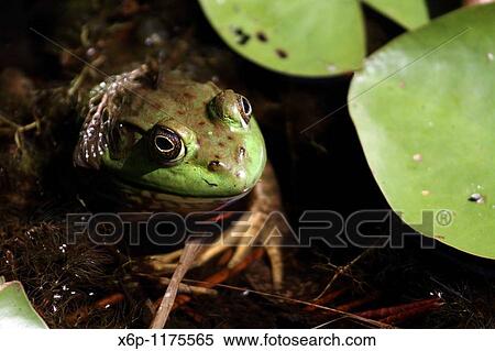 Stock Photography - An American Bullfrog, Rana catesbeiana, sitting half submerged among lilly pads Leamings Run Gardens, Cape May Court House, New Jersey, USA. Fotosearch