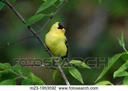 Stock Image - An American goldfinch, carduelis tristis, finds a place to rest in the summer foliage.. Fotosearch