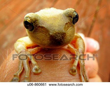 an American green tree frog held in a person's hand showing the suction cupped feet View Large Photo Image Stock Image - an American green tree frog held in a person's hand showing the suction cupped feet. Fotosearch