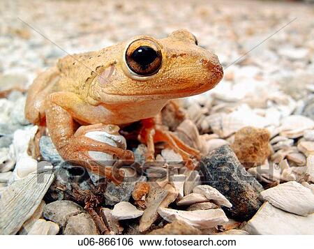 an American green tree frog in Florida in the USA View Large Photo Image Stock Photograph - an American green tree frog in Florida in the USA. Fotosearch