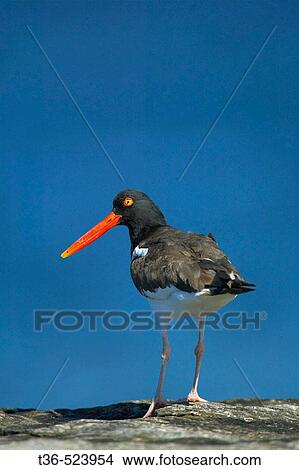 An American Oystercatcher (Haematopus palliatus) on the lookout for its next meal at Breezy Point early on a bright summer's morning. Breezy Point is located in the boro of Brooklyn, New York and is part of the Gateway National Recreation area. USA. View Large Photo Image Picture - An American Oystercatcher (Haematopus palliatus) on the lookout for its next meal at Breezy Point early on a bright summer's morning. Breezy Point is located in the boro of Brooklyn, New York and is part of the Gateway National Recreation area. USA.. Fotosearch