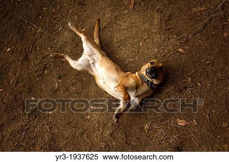 Stock Photography - An amputee dog plays at the "Milagros Caninos, " or Canine Miracles dog sanctuary in Xochimilco, Mexico City. Fotosearch