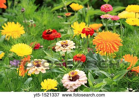 Stock Photo - An array of wild meadow flowers, Bewdley, Worcestershire, England, Europe. Fotosearch