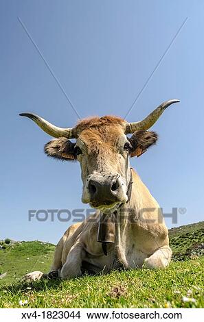 An Asturias breed cow look at camera standing on the pastureland, Spain View Large Photo Image Picture - An Asturias breed cow look at camera standing on the pastureland, Spain. Fotosearch