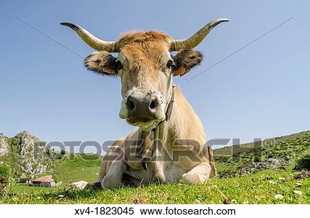 An Asturias breed cow look at camera standing on the pastureland, Spain View Large Photo Image Stock Photography - An Asturias breed cow look at camera standing on the pastureland, Spain. Fotosearch