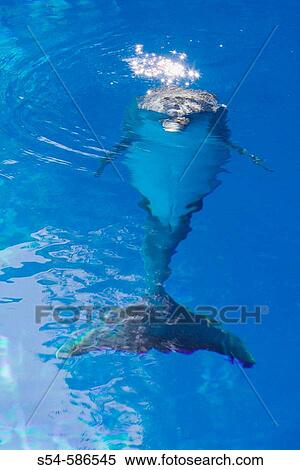 Stock Photography - An Atlantic Bottlenose Dolphin underwater. Tursiops truncatus. Fotosearch
