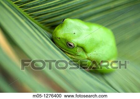 Stock Image - An Australian Green Tree Frog in Darwin, In the Northern Territory of Australia.. Fotosearch