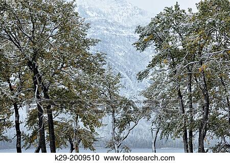 Stock Image - An early wet snowfall covers the aspens near Waterton Lakes., Waterton Lakes National Park, Alberta, Canada.. Fotosearch