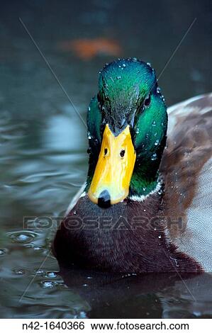 An elegant male Mallard duck Anas platyrhynchos, Beacon Hill Park, Victoria, BC, Canada View Large Photo Image Stock Photograph - An elegant male Mallard duck Anas platyrhynchos, Beacon Hill Park, Victoria, BC, Canada. Fotosearch