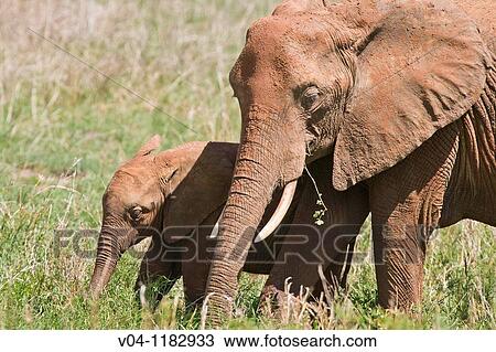 Stock Image - An elephant (Loxodonta africana) and its calf feeding in the Tarangire National Park in Tanzania, Africa. Fotosearch