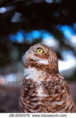 An endangered burrowing owl surveys its surroundings in the Okanagan region of British Columbia, Canada. View Large Photo Image Stock Photograph - An endangered burrowing owl surveys its surroundings in the Okanagan region of British Columbia, Canada.. Fotosearch