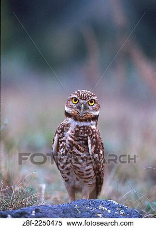 Stock Photography - An endangered burrowing owl surveys its surroundings in the Okanagan region of British Columbia, Canada.. Fotosearch