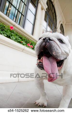 Stock Image - An English Bulldog outdoors in Spokane, Washington, USA. Fotosearch