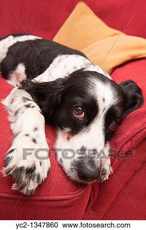 An English Springer Spaniel on the sofa indoors View Large Photo Image Stock Image - An English Springer Spaniel on the sofa indoors. Fotosearch