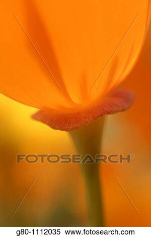An ethereal rendition of a Poppy View Large Photo Image Stock Photography - An ethereal rendition of a Poppy. Fotosearch