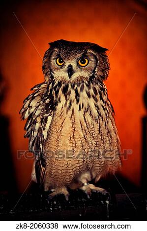 An Eurasian Eagle owl (B. bubo), one of the worlds largest owls, looking directly at the camera. View Large Photo Image Stock Photo - An Eurasian Eagle owl (B. bubo), one of the worlds largest owls, looking directly at the camera.. Fotosearch