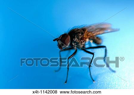 An extreme close up of a fly resting on a blue plastic paddling pool View Large Photo Image Stock Photo - An extreme close up of a fly resting on a blue plastic paddling pool. Fotosearch
