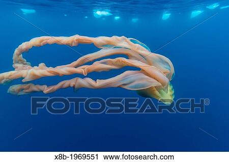 An extremely rare photo of a large jellyfish believed to be Stygiomedusa gigantea in brash ice, Cierva Cove, Antarctica, Southern Ocean. View Large Photo Image Stock Image - An extremely rare photo of a large jellyfish believed to be Stygiomedusa gigantea in brash ice, Cierva Cove, Antarctica, Southern Ocean.. Fotosearch