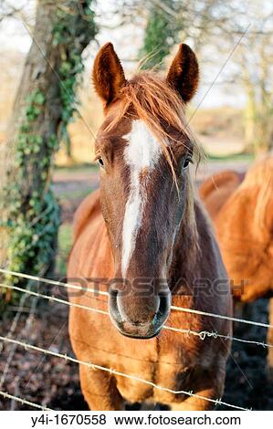 Stock Photo - An horse Le Teich. Fotosearch