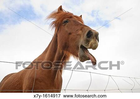 An Icelandic horse makes funny facial expressions View Large Photo Image Stock Photo - An Icelandic horse makes funny facial expressions. Fotosearch