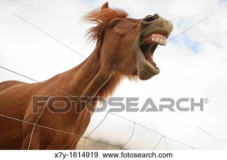 An Icelandic horse makes funny facial expressions View Large Photo Image Stock Photo - An Icelandic horse makes funny facial expressions. Fotosearch