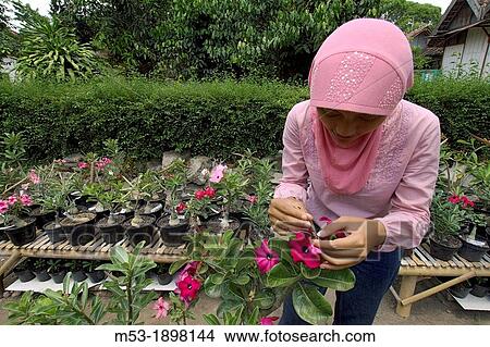an indonesian woman impollinate an adenium plant kraton district yogyakarta indonesia View Large Photo Image Picture - an indonesian woman impollinate an adenium plant kraton district yogyakarta indonesia. Fotosearch