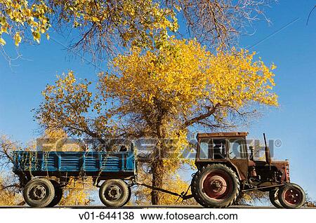 An interesting juxtaposition of a tractor, golden poplar leaves and the brilliant blue sky of Inner Mongolia View Large Photo Image Stock Photo - An interesting juxtaposition of a tractor, golden poplar leaves and the brilliant blue sky of Inner Mongolia. Fotosearch
