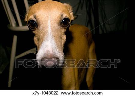 Stock Image - An Italian Greyhound looks right at the camera. Fotosearch