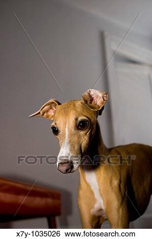 Stock Photograph - An Italian Greyhound pays strong attention to something out of frame. Fotosearch