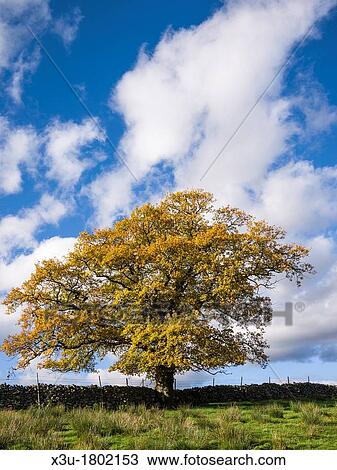 Stock Image - An Oak against a blue sky in autumn in the Lake District National Park near Castlerigg, Cumbria, England, united Kingdom. Fotosearch
